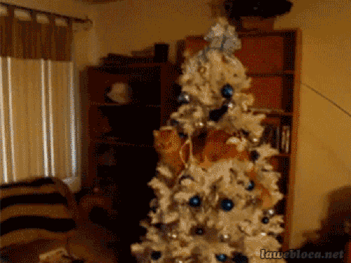 You cannot possibly expect animals to not mess with the colorful and shiny Christmas trees..
