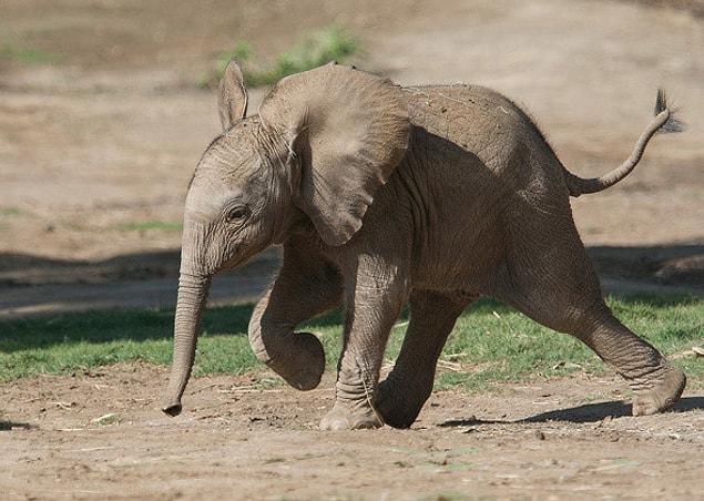 What elephants are actually scared of is sudden movements.