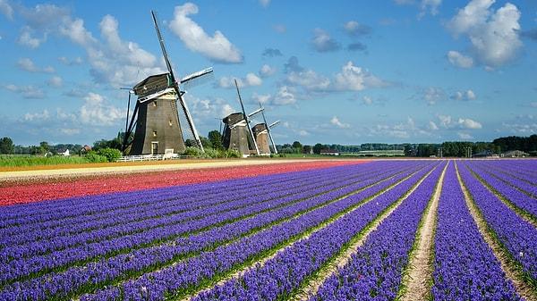 4. Hollanda on yıllardır ve sürekli olarak, tarımsal üretim zincirlerinin yenilenmesine yatırım yaparak uluslararası rakiplerinin üzerinde liderliğini sürdürmeyi başardı.