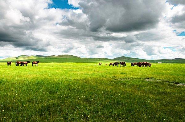 16. Yüzölçümü en geniş şehir Moğolistan'ın Hulunbuir şehri. Bu şehir Birleşik Krallık'tan daha geniş.