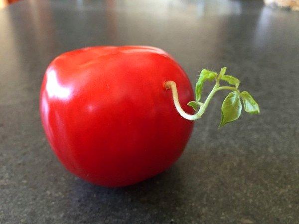 1. İçinden filiz çıkan bu domates.