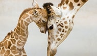 24 Super-Cute Photos Showing Parenthood In The Animal Kingdom!