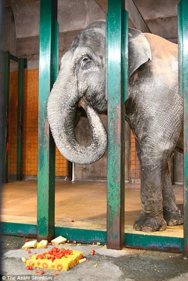 Hanako was the loneliest, oldest, and saddest elephant in Japan.