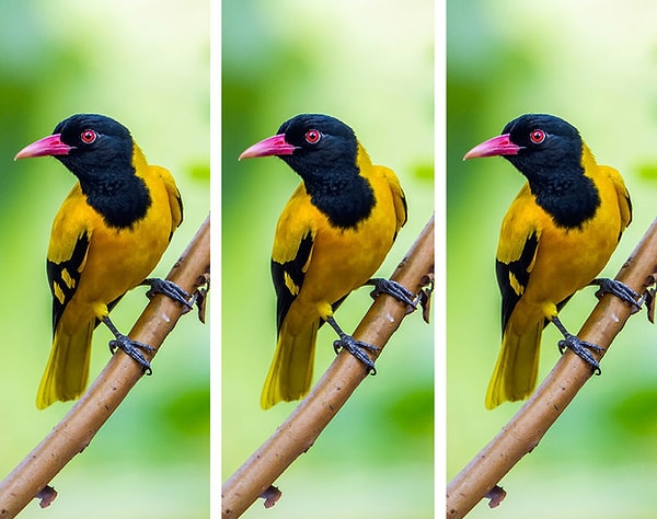 2. Какая китайская черноголовая иволга отличается от других?