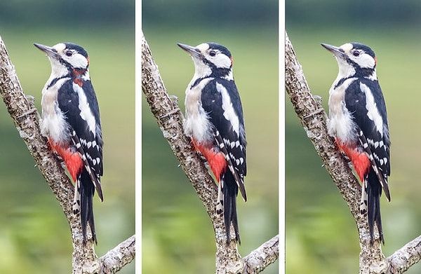 5. Который из представленных пестрых дятлов имеет отличие?