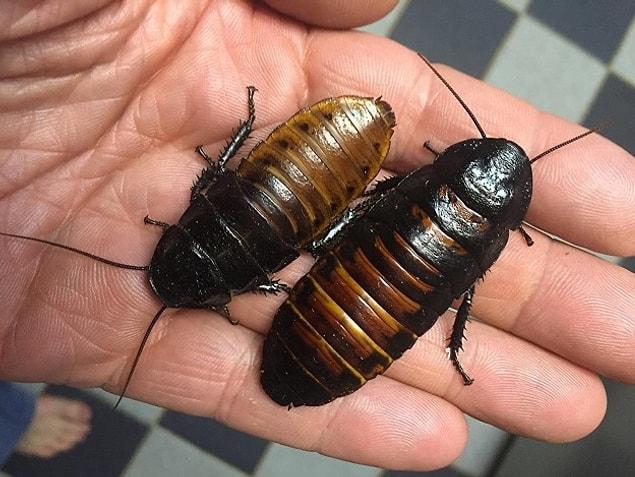 17. Madagascar Hissing Cockroaches to use as bait. Or its scientific name "Gromphadorhina portentosa."