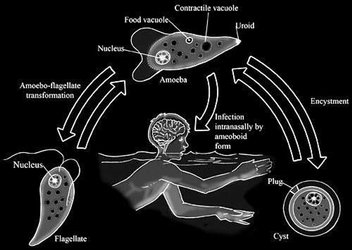 Brain eating amoeba. Неглерия Фоулера (Naegleria fowleri).