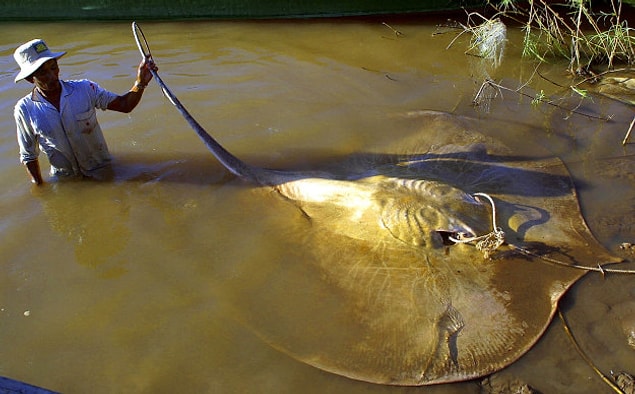 19. Giant stingray