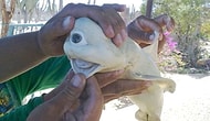 Weird Wonders Of Nature: 22 Animals That Are Totally Out Of This World!