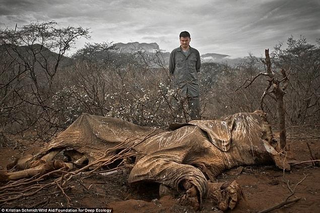 2. An elephant killed by poachers, left to rot.