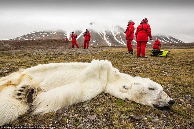 20. This polar bear starved to death in Svalvard, Norway. Disappearing ice caps are robbing polar bears of both their living space and food.