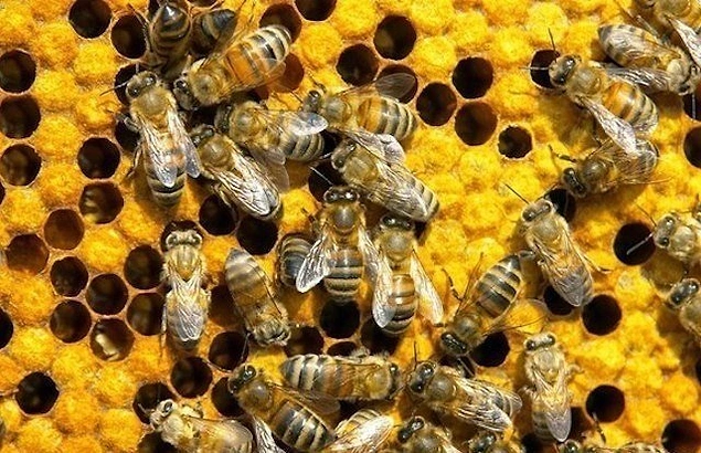 Большинство пчел жужжит ноту "Ля" - пока не устали. Изнуренная пчела жужжит ноту "Ми".