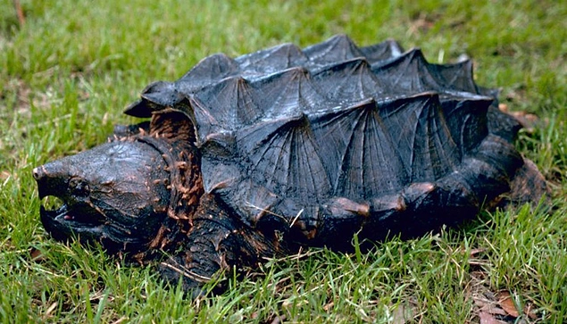 Сотни маленьких черепах отравились пластиком и погибли