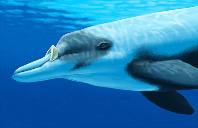 Ремнезубый клювокрылый кит