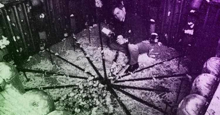 A Great Rodent Dystopia About The Future Of Humans: Universe 25 - onedio.co