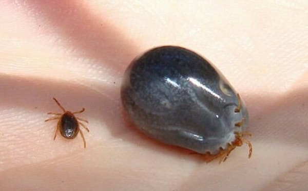 12. Клещи, вызывающие паралич, до и после того, как один из них насосался крови