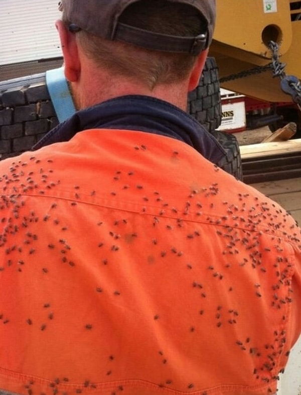 15. И мухи. Они повсюду!