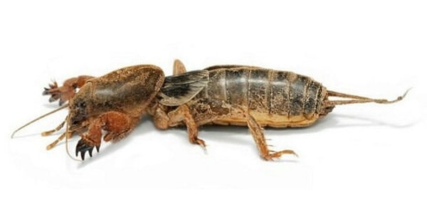 18. Вот эти ужасающие существа ( это медведки)