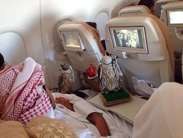 Etihad, Qatar, Emirates ve Lufthansa Havayolları ortalama 630 dolarlık bir ekstra ücretle tüylü dostunuza bilet kesiyor.