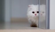 11 Interesting Facts About Cats Probably You've Never Heard Before!