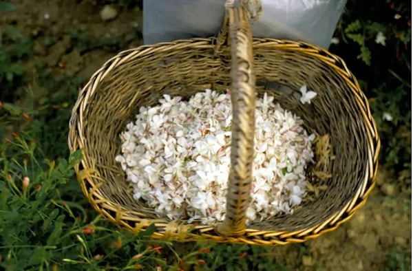 2. Франция, Грасс - жасмины