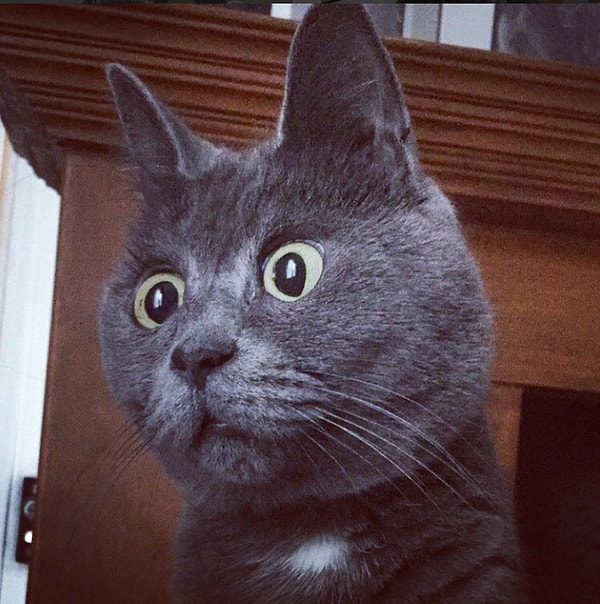 9. "Что значит корма еще нет в миске?"