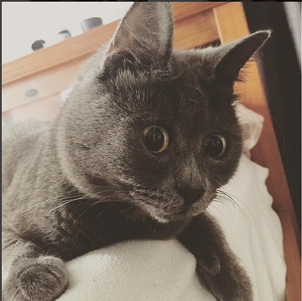 4. У Кевина была диагностирована гидроцефалия, другими словами, чрезмерное накопление жидкости в головном мозге. Эта тяжелая болезнь влияет на зрение, слух и работу мозга. К сожалению, у котенка присутствуют все симптомы: он слеп (не полностью) и практически глух. Но его хозяйку это нисколько не пугает, и она ласково называет его "особенным". Из-за своей болезни Кевин всегда выглядит удивленным.