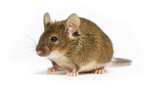 8. 2013 yılında bir bilim insanı insan beyin hücrelerini bir fare beynine enjekte etti. Sonucunda farenin hafızası güçlendi ve öğrenme yetileri arttı.
