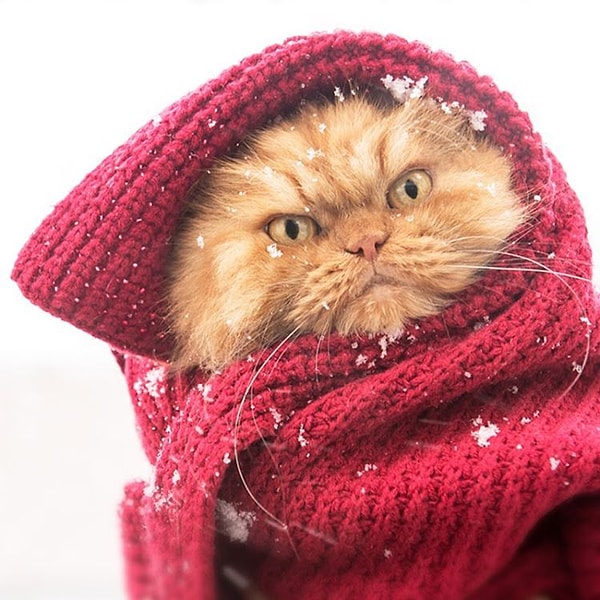 22. Гарфи (Garfi) - 69,1 тыс. подписчиков