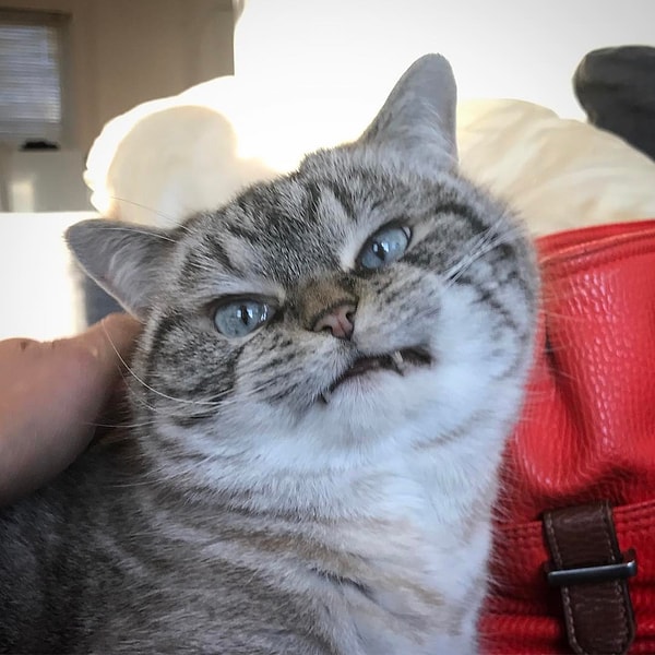 17. Локи (Loki) - 222 тыс. подписчиков