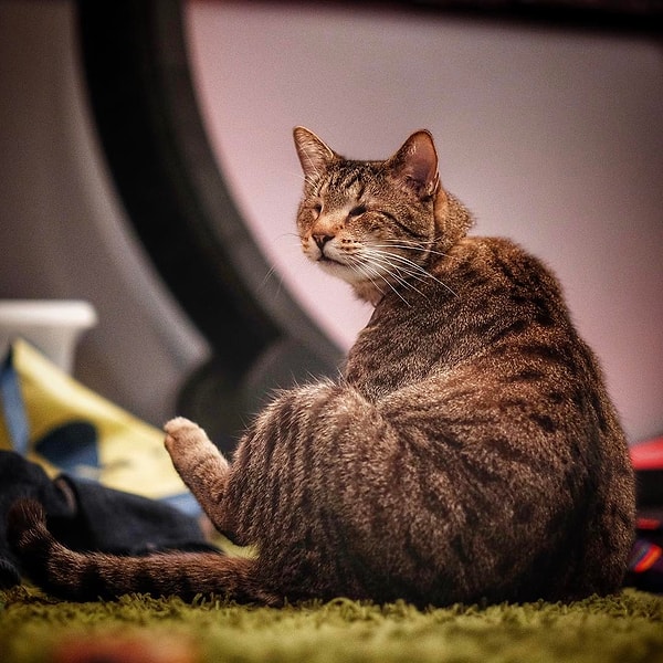 13. Оскар (Oscar) - 376 тыс. подписчиков