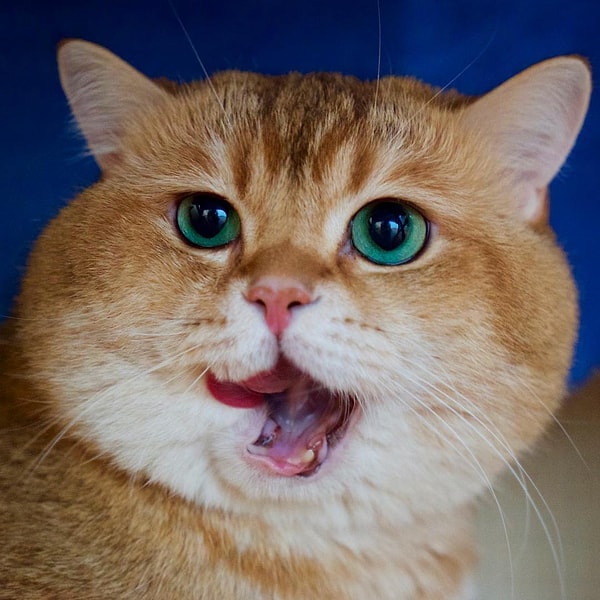 12. Хосико (Hosico) - 453 тыс. подписчиков