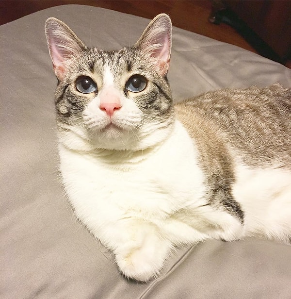 10. Роукс (Roux) - 468 тыс. подписчиков