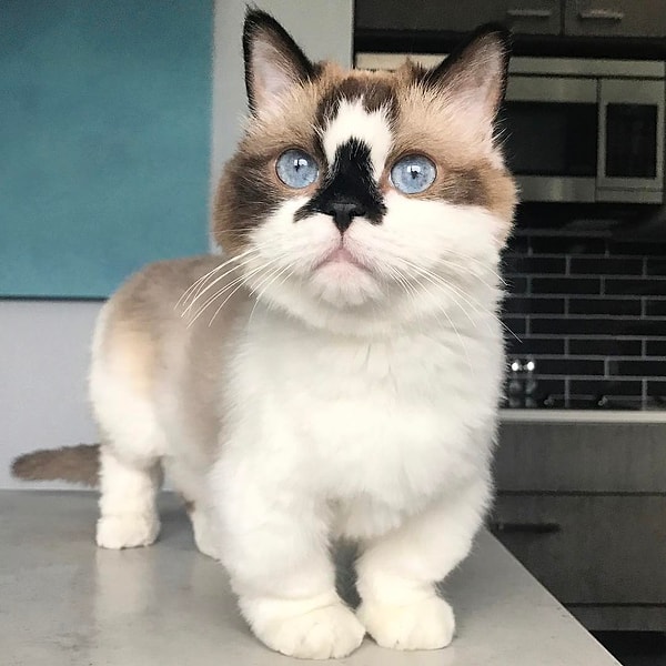 9. Альберт (Albert) - 480 тыс. подписчиков