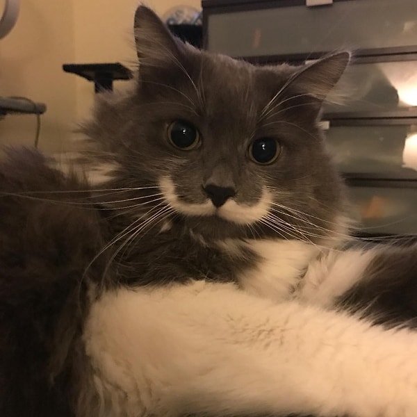 8. Гамильтон (Hamilton) - 677 тыс. подписчиков