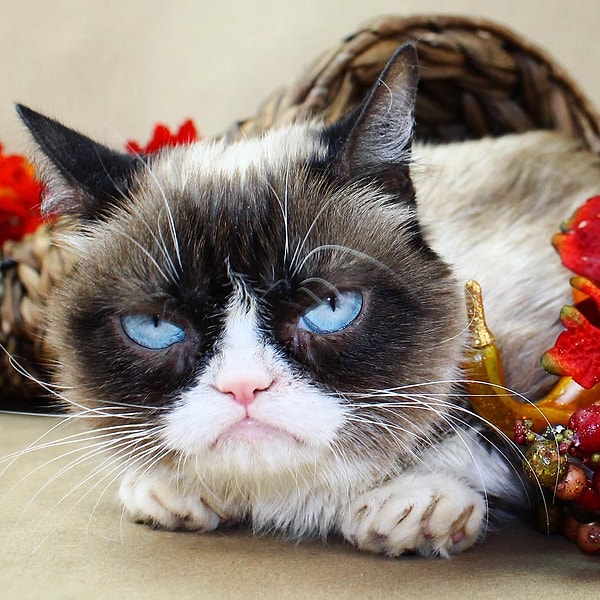 2. Сердитый кот (Grumpy cat) - 2,1 млн. подписчиков