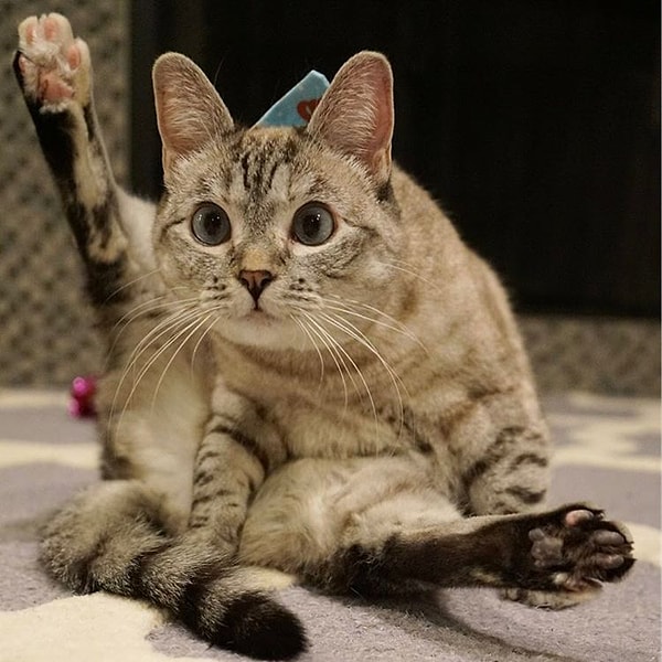 1. Нала (Nala) - 3,3 млн. подписчиков