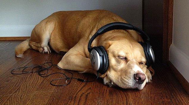 Bunun dışında köpeklerin hiç hoşuna gitmeyen bir müzik türü de yok gibi gözüküyor.