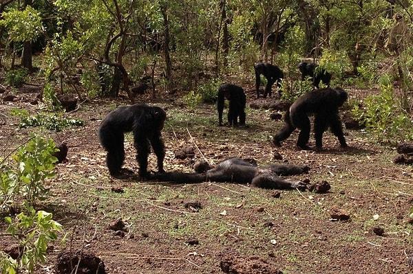 Bunun üzerine Foudouko'nun geri dönmesini kabullenemeyen 5 erkek şempanze ona bunun bedelini oldukça ağır bir şekilde ödetti.