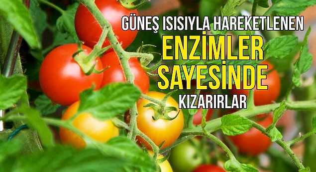 5. Sebzeler de...