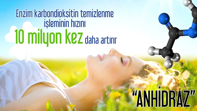 13. Anhidraz enzimi sayesinde nefes alıyoruz.
