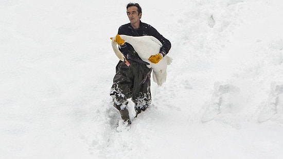 İnsanlığa İnancımızı Tazeliyorlar: Donmuş Göletteki Kuğuları Kurtaran İşçiye Ödül