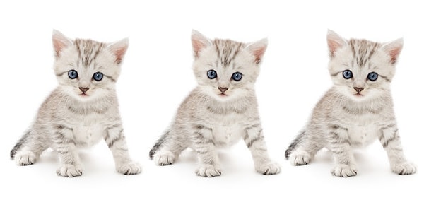 2. А среди этих сереньких, кто заметно отличается?