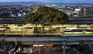 Doğaya Saygının Adresi Japonya: 700 Yıllık Ağacı Kesmek Yerine İstasyonu Yeniden Planladılar!