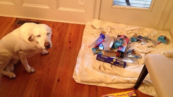 2. Иногда они ловятся с поличным...