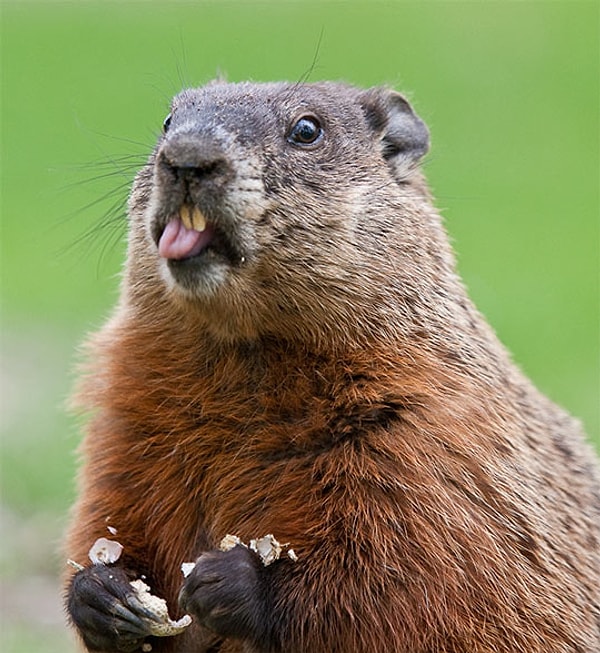 5. День сурка