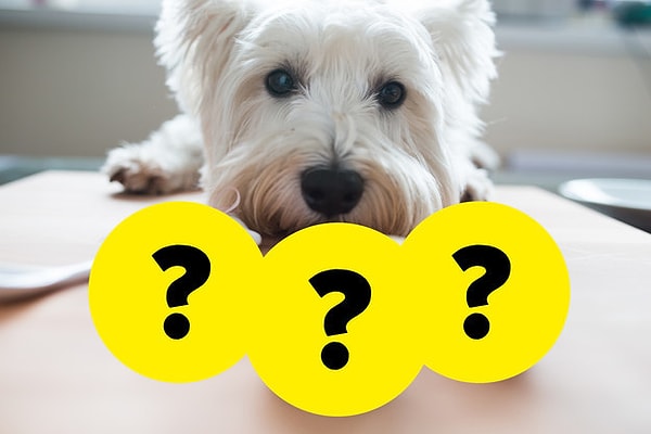 5. А взгляд этого симпотяги направлен на ...?