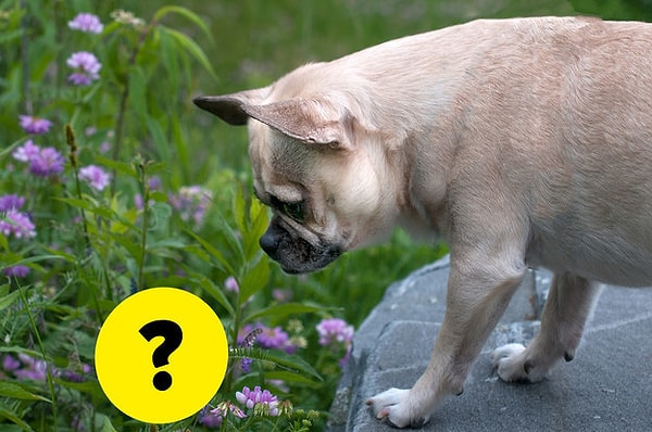 8. А этот милашка с таким любопытством смотрит на ...?