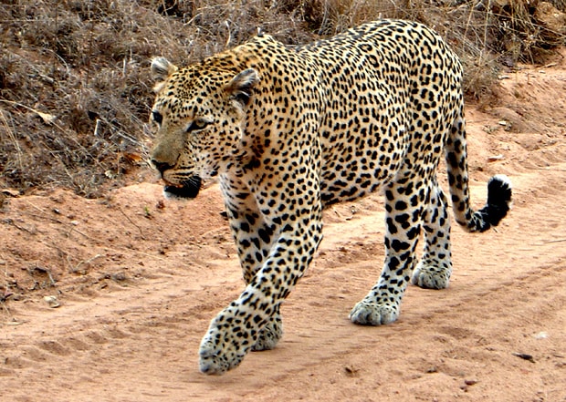 Leopar