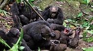 Öfkeli Şempanzeler, Grubun Eski Alfa Erkeğini Döverek Öldürüp Yemeye Kalktı!